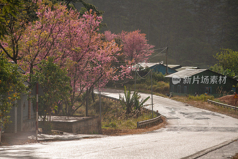 Klong klanh的樱花